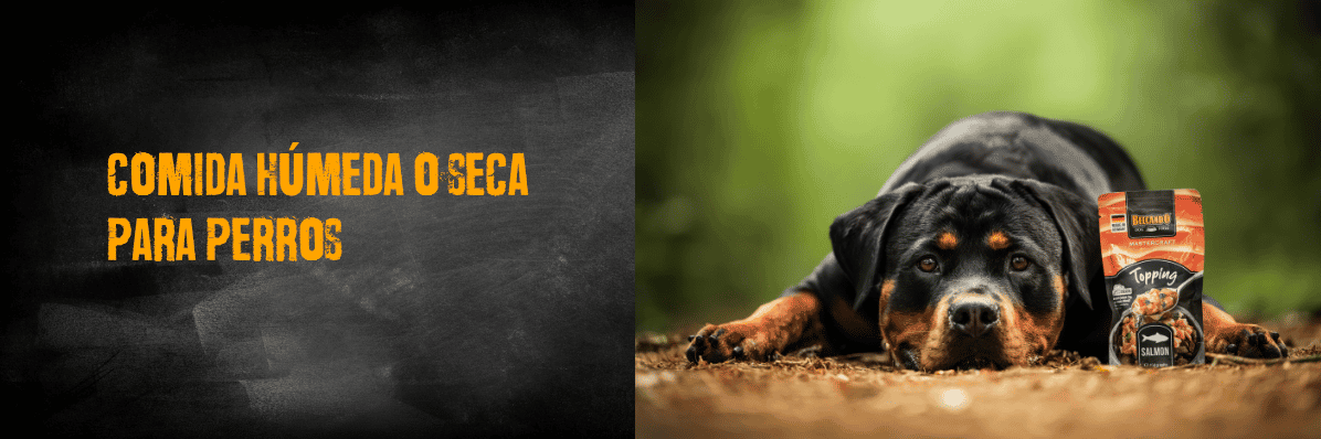 comida seca o comida húmeda para perros